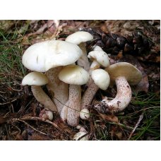 Мицелий Масленка белого (Suillus placidus) Мицелий Масленка белого (Suillus placidus)
